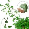 Gardening & Outdoor |  Plant Climbing Wall Fixture Clips, Self-Adhesive Invisible Support Hook For Wiring Gardening & Outdoor Gardening & Outdoor